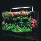 SubstrateSource Live Plant - Rotala H'ra Tissue Culture Aquatic Live Aquarium Plant - 100% Snail Free in Vitro Cup (Rotala H'ra)