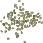 Seed Needs Beefsteak Tomato Seeds for Planting Indeterminate Tomatoes - Non-GMO Heirloom & Untreated Vegetable Seed to Plant a Home Grown Outdoor Veggie Garden (2 Packs)
