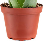 Shop Succulents Aloe Vera Succulent Plant, Hard to Kill Plants, Fully Rooted Live 4" Succulent Plant, Low Maintenance Indoor Plant, Hardy Trailing Succulents, Gift & Garden