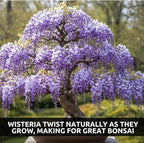 Weeping Wisteria Bonsai Tree Seeds for Planting – 10 Seeds | Cascading Purple Blooms | Outdoor Flowering Bonsai | Fast-Growing Vine Tree for Pots, Patios & Gardens