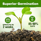 HOME GROWN 10 Herb Seeds for Planting 3,000+ Non-GMO Heirloom Seeds | Extra Large Variety Pack Herb Kit – Indoor Outdoor & Hydroponic | Culinary Seed Set | Grow Your Own Herbs | Gift for Beginners
