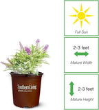 Perfect Plants Butterfly Candy Li'l Grape Butterfly Bush in 1 Gallon Grower's Pot | Live Flowering Shrub with Purple Blooms for Outdoor & Containers | Compact | Attracts Pollinators | Zones 5-10