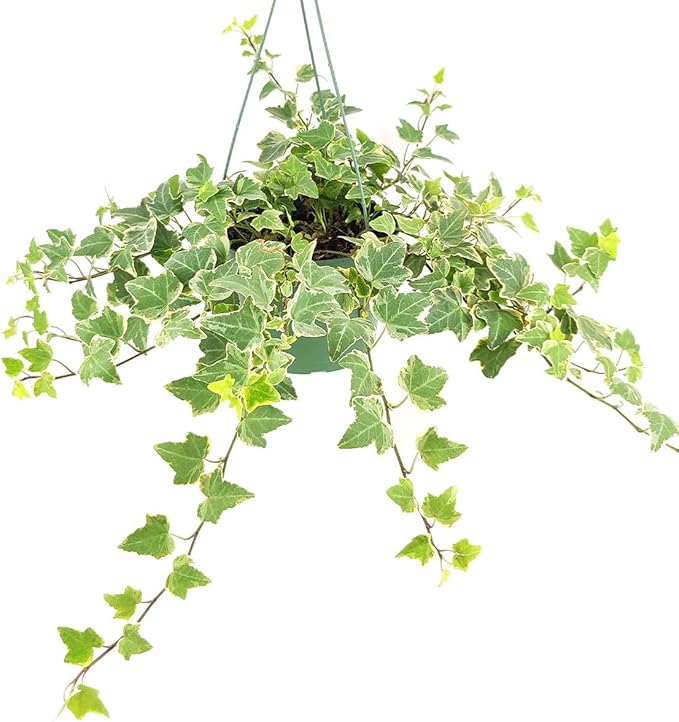 Glacier English Ivy (6 inch) - Air-Purifying Houseplants - 4/6 inch Unique Live Decorative Houseplants - Low-Maintenance Indoor Plants, House Warming Gift, Natural Air Purifier