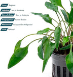 SubstrateSource Cryptocoryne Live Aquarium Plants - Freshwater Plant for Aquariums, Planted Fish Tanks - Beginner Friendly (Undulata, 1 Pot (3-5 Plants))