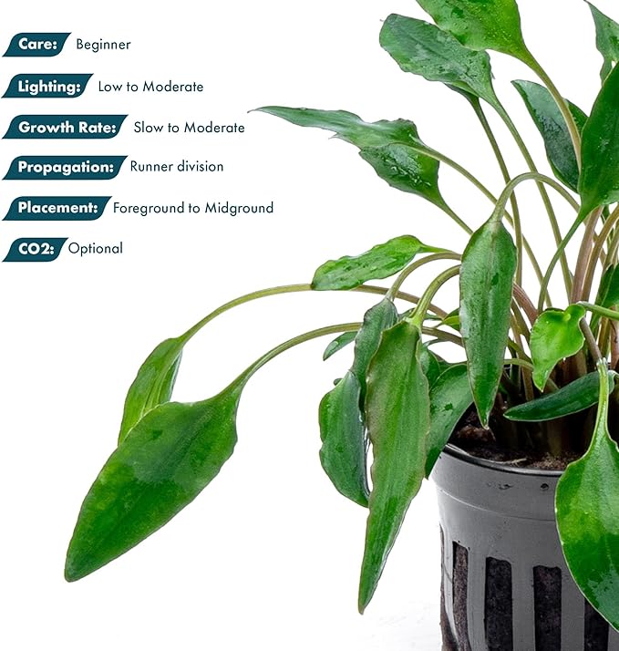 SubstrateSource Cryptocoryne Live Aquarium Plants - Freshwater Plant for Aquariums, Planted Fish Tanks - Beginner Friendly (Undulata, 1 Pot (3-5 Plants))