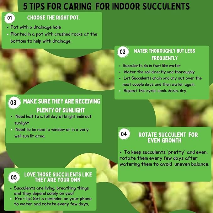 Live Trailing Mystery Succulent | Well Rooted Real Hanging Succulents Planted in 2 inch Pots | Assorted Small Starter Plants for DIY, Home Outdoor/Indoor Wedding or Birthday Gift (4 Pack)