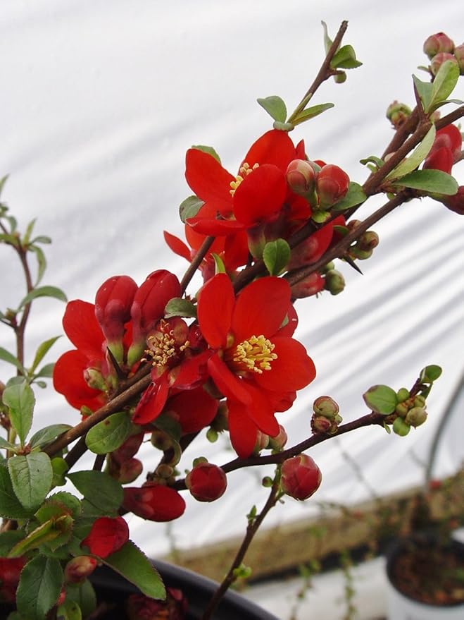 Proven Winners - Chaenomeles Double Take Scarlet (Quince) Shrub, scarlet/ thornless, #2 - Size Container