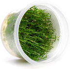 SubstrateSource Live Plant - Microcarpaea Minima Tissue Culture Aquatic Live Aquarium Plant - 100% Snail Free in Vitro Cup (Microcarpaea Minima)