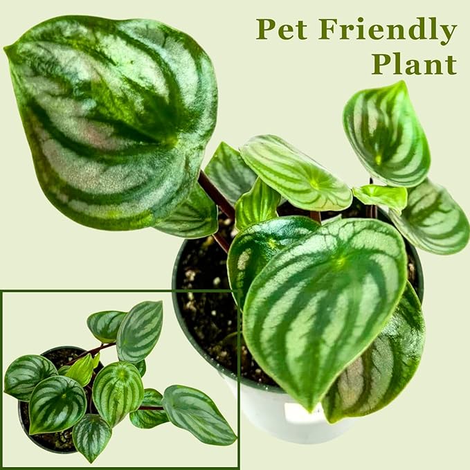 Watermelon Peperomia Plant Live Heart Shaped Succulents - Pet Friendly Plants Live Fully Rooted Houseplant for Home Office Wedding Decorations - Birthday & Mother's Day Gift(Heat Pack Included)