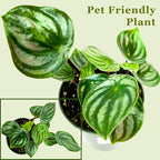 Watermelon Peperomia Plant Live Heart Shaped Succulents - Pet Friendly Plants Live Fully Rooted Houseplant for Home Office Wedding Decorations - Birthday & Mother's Day Gift(Heat Pack Included)