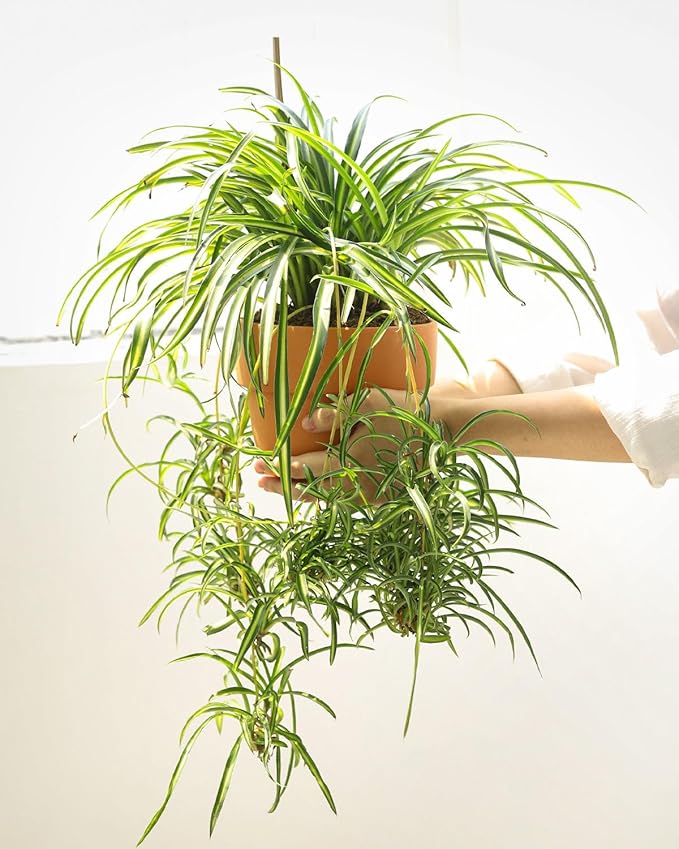 Curly Spider Plant 'Bonnie' (4 inch) - Air-Purifying Houseplants - 4/6 inch Unique Live Decorative Houseplants - Low-Maintenance Indoor Plants, House Warming Gift, Natural Air Purifier