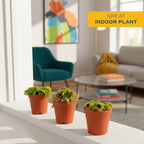 Costa Farms Live Venus Flytrap, Carnivorous Plant Collection (3-Pack), Natural Indoor Pest Control, Exotic Predator Plants, Unique Home Decor