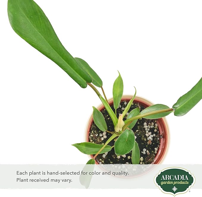 Arcadia Garden Products Live Joepii Philodendron Rare Indoor Houseplant in Plastic Pot, Tropical Plant Collector Gift for Home and Garden Decor, 4-inch, Beige