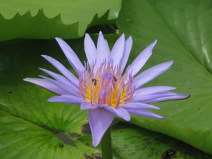 Live Aquatic Plant Nymphaea Geena Blue Tropical Water Lilies Tuber for Aquarium Freshwater Fish Pond by Greenpro