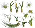 Live Air Plants - Tillandsia Variety, Regular 1-3" - 12ct - Live Arrival Guaranteed, House Plants for Home Decor & Gift