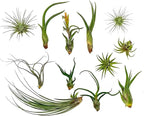 Live Air Plants - Tillandsia Variety, Regular 1-3" - 12ct - Live Arrival Guaranteed, House Plants for Home Decor & Gift