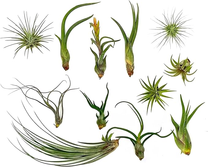 Live Air Plants - Tillandsia Variety, Regular 1-3" - 12ct - Live Arrival Guaranteed, House Plants for Home Decor & Gift