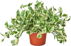 Pothos 'N'joy' Live Plant for Indoor | Different Houseplants in 4'' & 6'' Pot | Real House Plant for Living Room, Office, Desk & Bathroom | Epipremnum Aureum