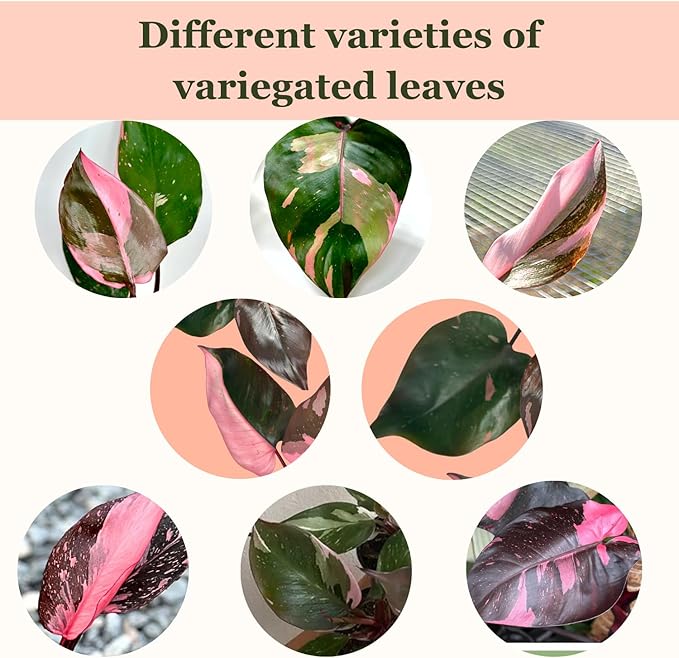 2 Inches Philodendron Pink Princess Live Plant with 4" Pot - Philodendron Plant Live Easy to Grow and Air Purifying - Indoor Houseplants for Home Office Wedding Decor & Gift Idea(Heat Pack Included)