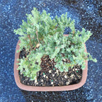 Brussel's Bonsai - Live Green Mound Juniper Bonsai Tree, Outdoor Bonsai Tree Live Plant in Decorative Container, 3 Years Old, 4-6 Inches Tall, Easy Care Bonsai (Small)