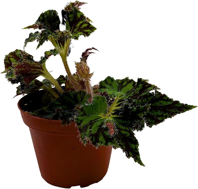 BubbleBlooms Harmony's Unique Begonia Rhizo in 4 inch Pot Rare