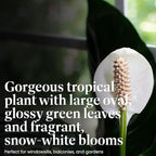 American Plant Exchange Variegated Peace Lily 'Domino' – 6-Inch Pot w/Deco Cover, 1-2 Ft Tall, Live Indoor Flowering Houseplant, Easy Care, Low Light, Housewarming, Sympathy, or Party Gift