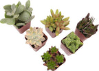 Live Succulents Plant Pack (6-Pack), Real Succulent Plants & Mini Plants for Beginners, Live House Plants, Mini Succulents, Outdoor & Indoor Plants, Live Plants in 2" Grower Pots by Plants for Pets