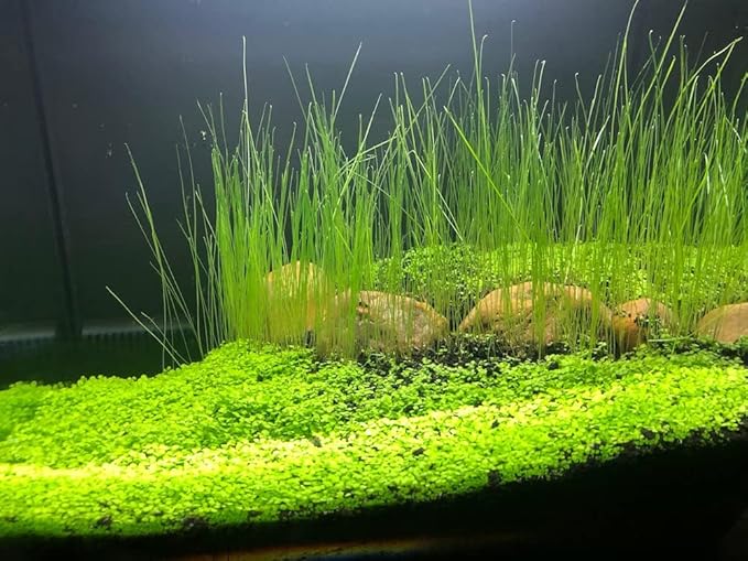 3 Bags Aquarium Plant S.e.e.d set, not aritifical plastic, Fresh Water Grass for Fish Tank zmml4