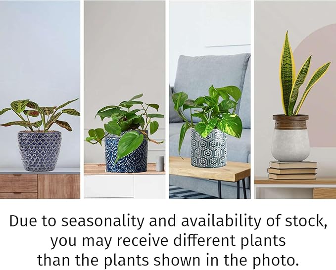 Low Light Live Plants for Indoor | Different Houseplants in Multiple Sizes | Real House Plant for Living Room, Office, Desk & Bathroom