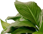 Spathiphyllum 'Peace Lily' Live Plant for Indoor | Different Houseplants in 4'' & 6'' Pot | Real House Plant for Living Room, Office, Desk & Bathroom | Peace Lily | Spathiphyllum