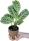 PLANTVERS Live Calathea Burle Marx in 3inch Nursery Pot - Indoor Houseplants - Low Light Office Plant - Air Purifier Plant