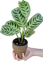 PLANTVERS Live Calathea Burle Marx in 3inch Nursery Pot - Indoor Houseplants - Low Light Office Plant - Air Purifier Plant