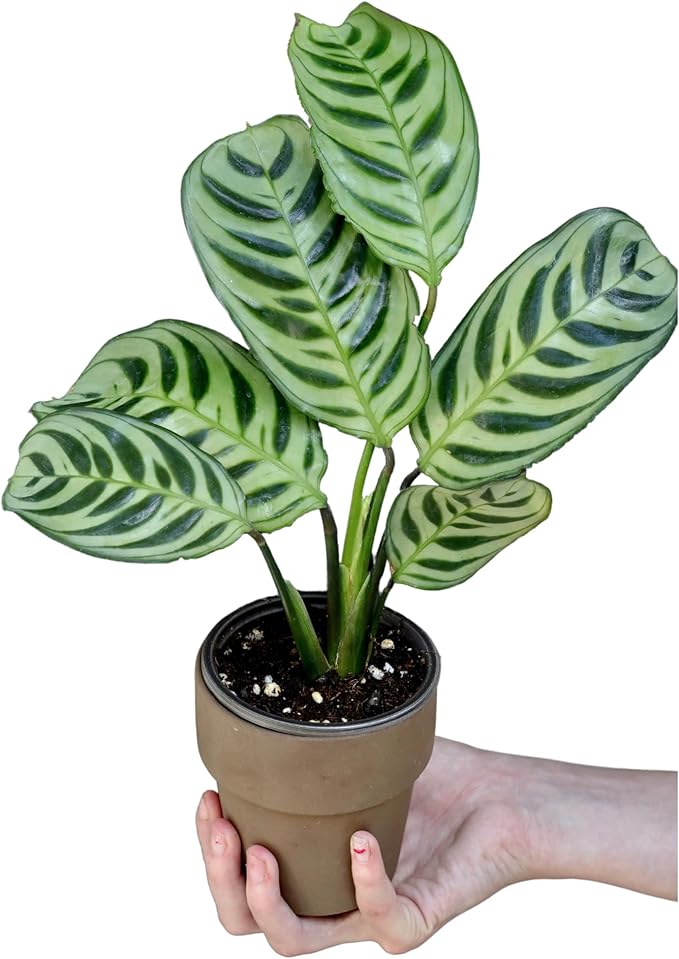 PLANTVERS Live Calathea Burle Marx in 3inch Nursery Pot - Indoor Houseplants - Low Light Office Plant - Air Purifier Plant