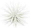 Large Tectorum Ecuador Air Plant - Live Tillandsia Succulent House Plants - Available in Wholesale and Bulk - Home and Garden Decor - Easy Care Indoor and Outdoor Plants (Large-1 PC)