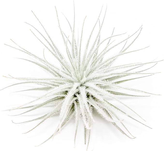 3 PCs Large Tectorum Ecuador Air Plant - Live Tillandsia Succulent House Plants - Available in Wholesale and Bulk - Home and Garden Decor - Easy Care Indoor and Outdoor Plants