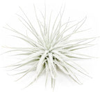 3 PCs Large Tectorum Ecuador Air Plant - Live Tillandsia Succulent House Plants - Available in Wholesale and Bulk - Home and Garden Decor - Easy Care Indoor and Outdoor Plants