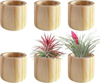Belit 6 Pcs Air Plant Holder, Large Wooden Air Plants Live Holders for Home Decor (NO Plant Included)