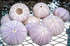 Nautical Crush Trading Sea Urchins Shells for Air Plants - 12 Purple (1.5-2.5") Sea Urchin Shells - Hanging Air Plant Holder - Air Plants Live Holders - Air Plant Pot - No Plants Included