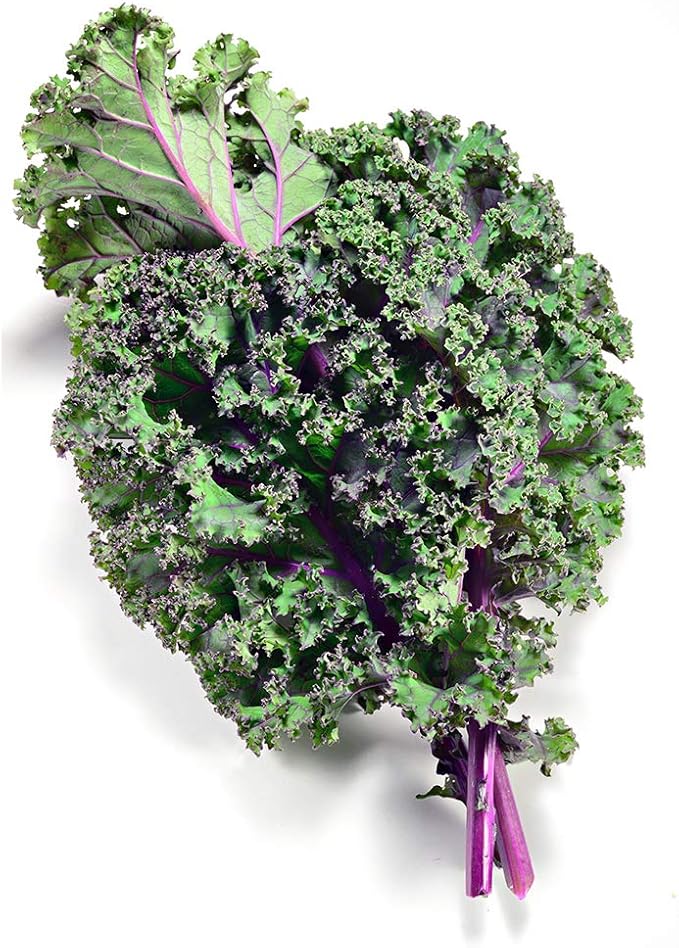Gaea's Blessing Seeds - Kale Seeds - Red Russian - Non-GMO Seeds with Easy to Follow Planting Instructions - Open Pollinated - Untreated - 94% Germination Rate