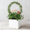 2Pcs Round Plant Trellis, Acrylic Small Trellis Climbing Plants Indoor Outdoor, Plant Support for Hoya Pothos Vine Ivy Monstera Flower Philodendrons Dischidia