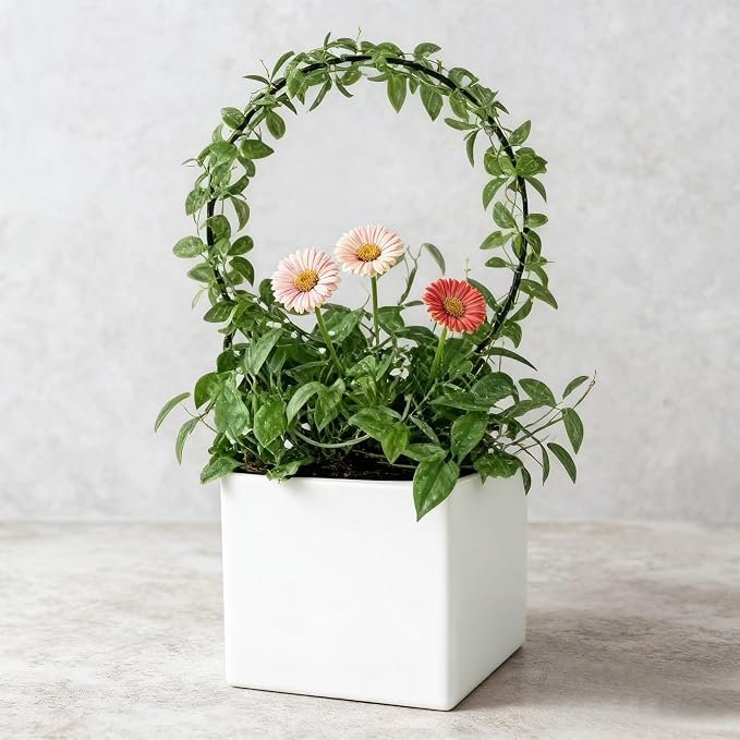 2Pcs Round Plant Trellis, Acrylic Small Trellis Climbing Plants Indoor Outdoor, Plant Support for Hoya Pothos Vine Ivy Monstera Flower Philodendrons Dischidia