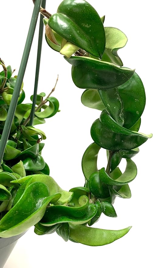 Hoya Compacta aka Hoya Hindu Rope Available in 2", 4", and 6" Pot Live Hoya Plant Air-Purifying Plant (Hoya Compacta, 4" Pot with 2 Plants, Very Short Right Now)