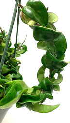 Hoya Compacta aka Hoya Hindu Rope Available in 2", 4", and 6" Pot Live Hoya Plant Air-Purifying Plant (Hoya Compacta, 4" Pot with 2 Plants, Very Short Right Now)