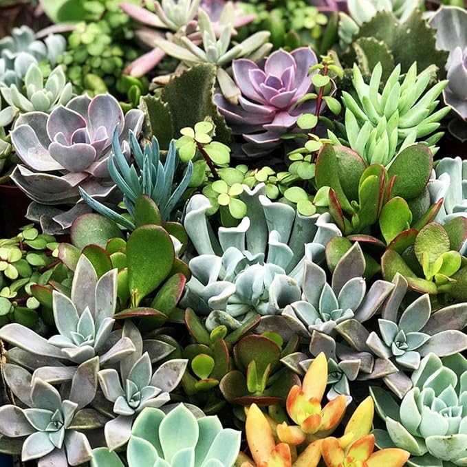 200 pcs Rare Mixed Mini Succulents Seeds for Bonsai & Ornamental Plants - Grow Your Stunning Garden