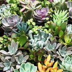 200 pcs Rare Mixed Mini Succulents Seeds for Bonsai & Ornamental Plants - Grow Your Stunning Garden