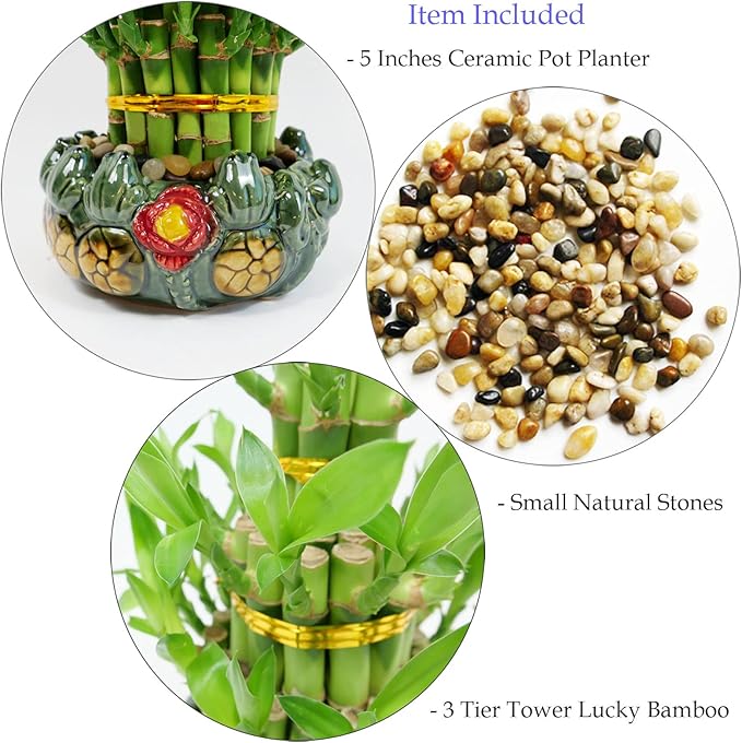 Athena’s Garden Lucky Bamboo Indoor Live Plant 3 Tier Tower Fresh Plant in Ceramic Planter (Flower Frog)