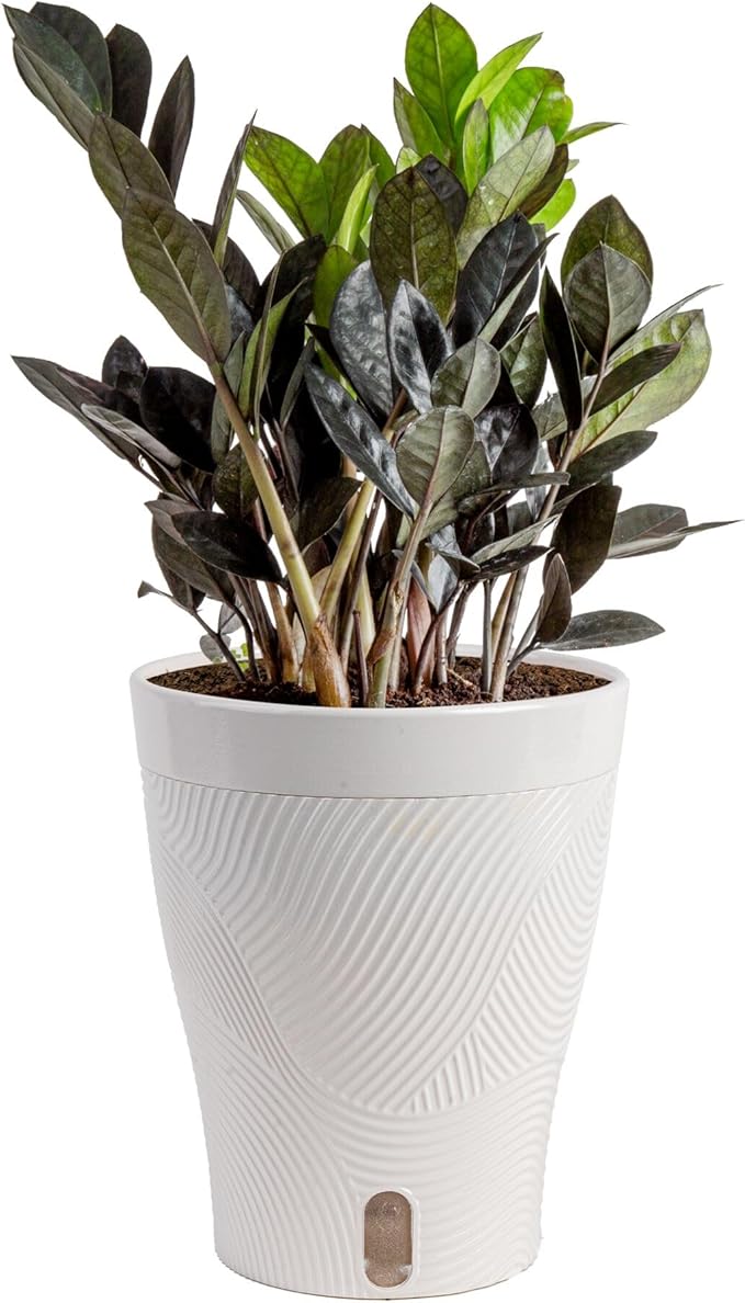 Costa Farms Raven ZZ Live Plant in Self Watering Pot, Easy to Maintain, Air Purifying Indoor Houseplant, Perfect for Home, Room, or Office Decor, Great House Warming or Birthday Gift, 12-18 Inches