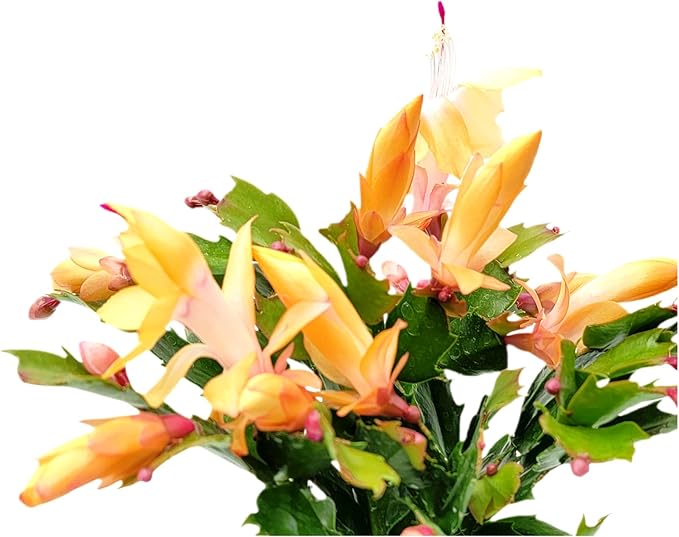Thanksgiving Cactus, Peach Seasonal Blooms, Live Indoor Plant, Flowering Houseplant, Christmas Cactus, 6-Inch Pot, Holiday Decor, Pet Safe, Free Heat Pack