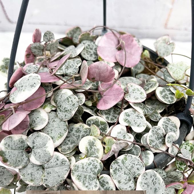 Ceropegia Woodii Variegated String of Hearts Plant Live, Succulent Trailing Vine, Indoor Houseplant Live in Pot