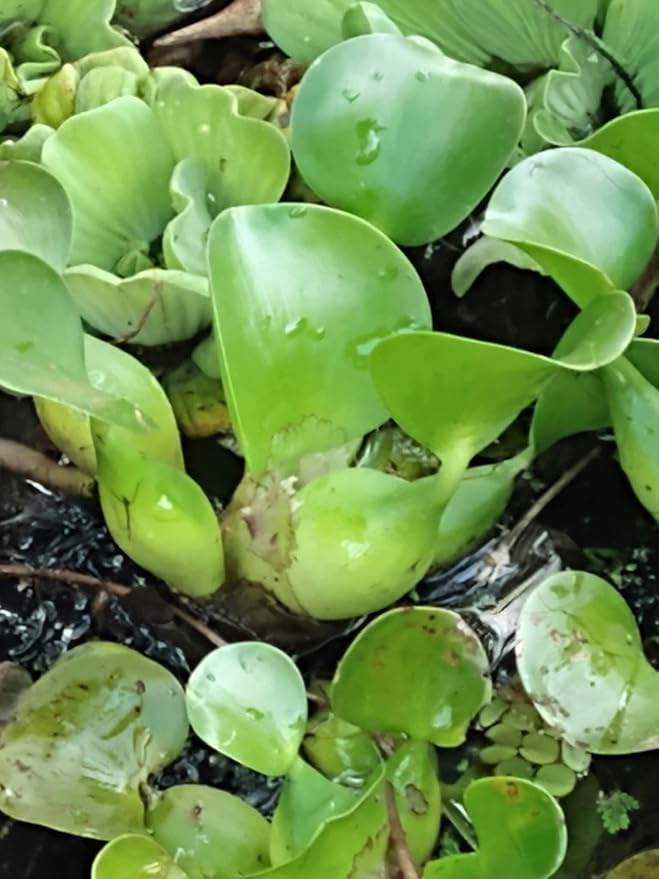 5 Live Water Hyacinth Plants, Purple Flowers, Floating Aquatic Plants for Ponds and Water Gardens
